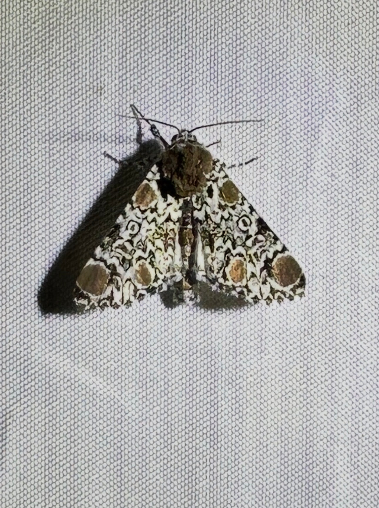The Moth That Wears Its Own Head as a Crown
