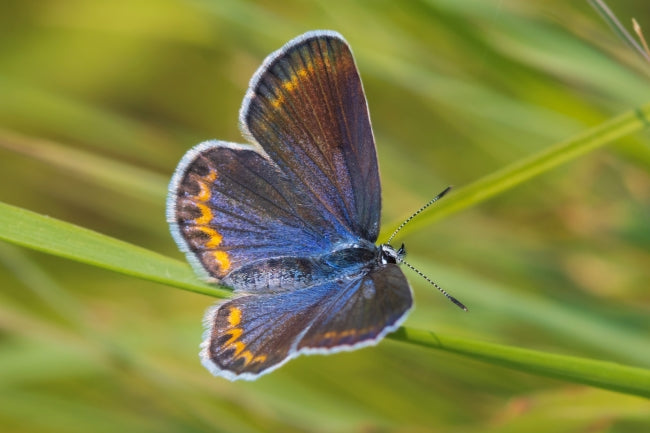 New Hampshire's State Butterfly Is Being Killed by the Flower Everyone Comes to Photograph