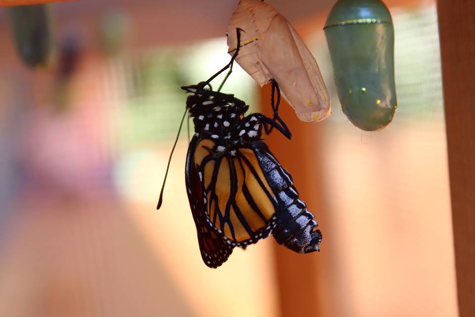Monarch Butterflies