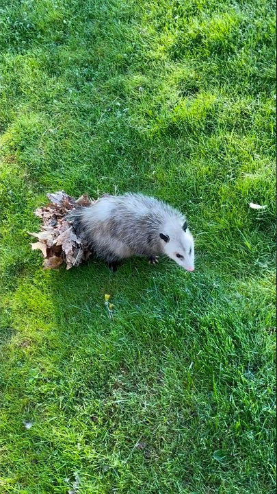 A Virginia opossum shown carrying a pile of dried leaves in their tail walking in the grass.