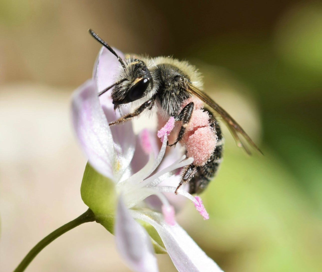 Close-up of a bee on a flower with a blurred green background