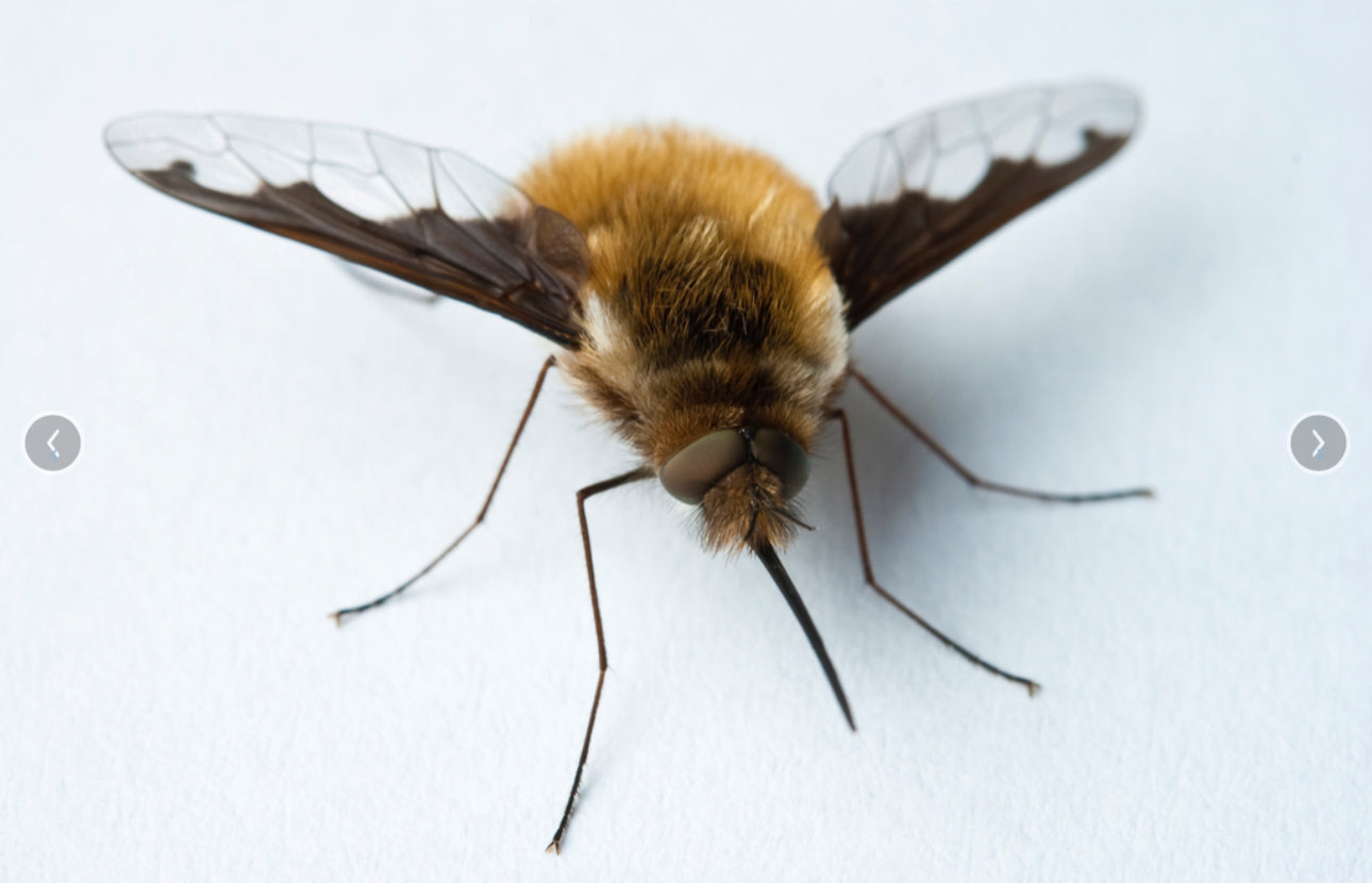 A close up of a bee fly with their fuzzy, cute bodies.