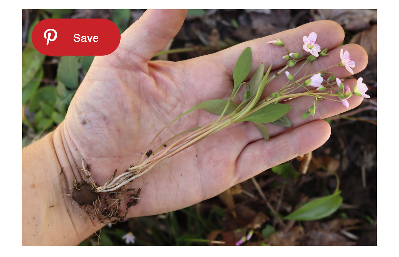 Hand holding a small spring beauty plant with pink flowers and green leaves, with a 'Save' button overlay.