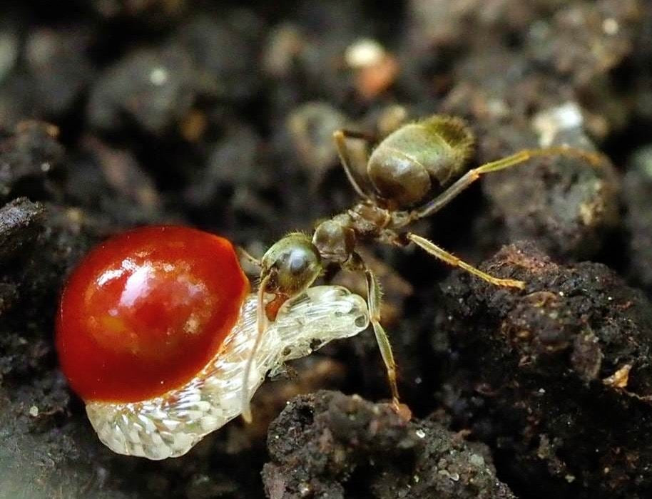 Aurelia Ant on Her Bloodroot Pin