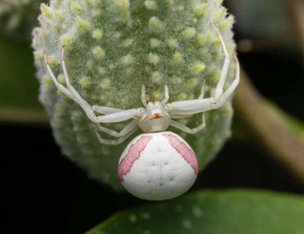 Kalea the Crab Spider and Rue Anemone Necklace