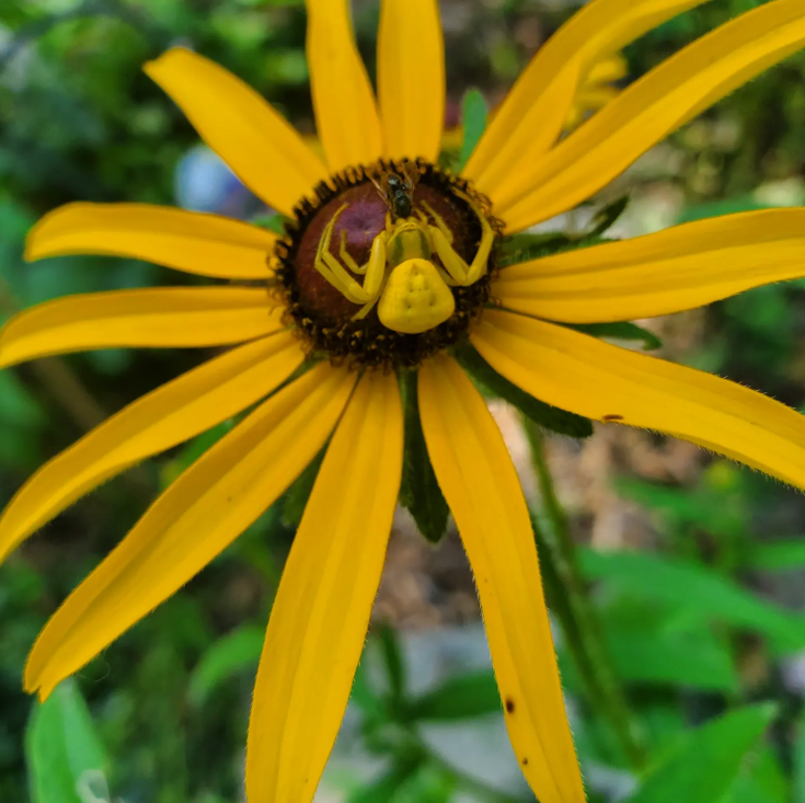 Kalea the Crab Spider and Rue Anemone Necklace