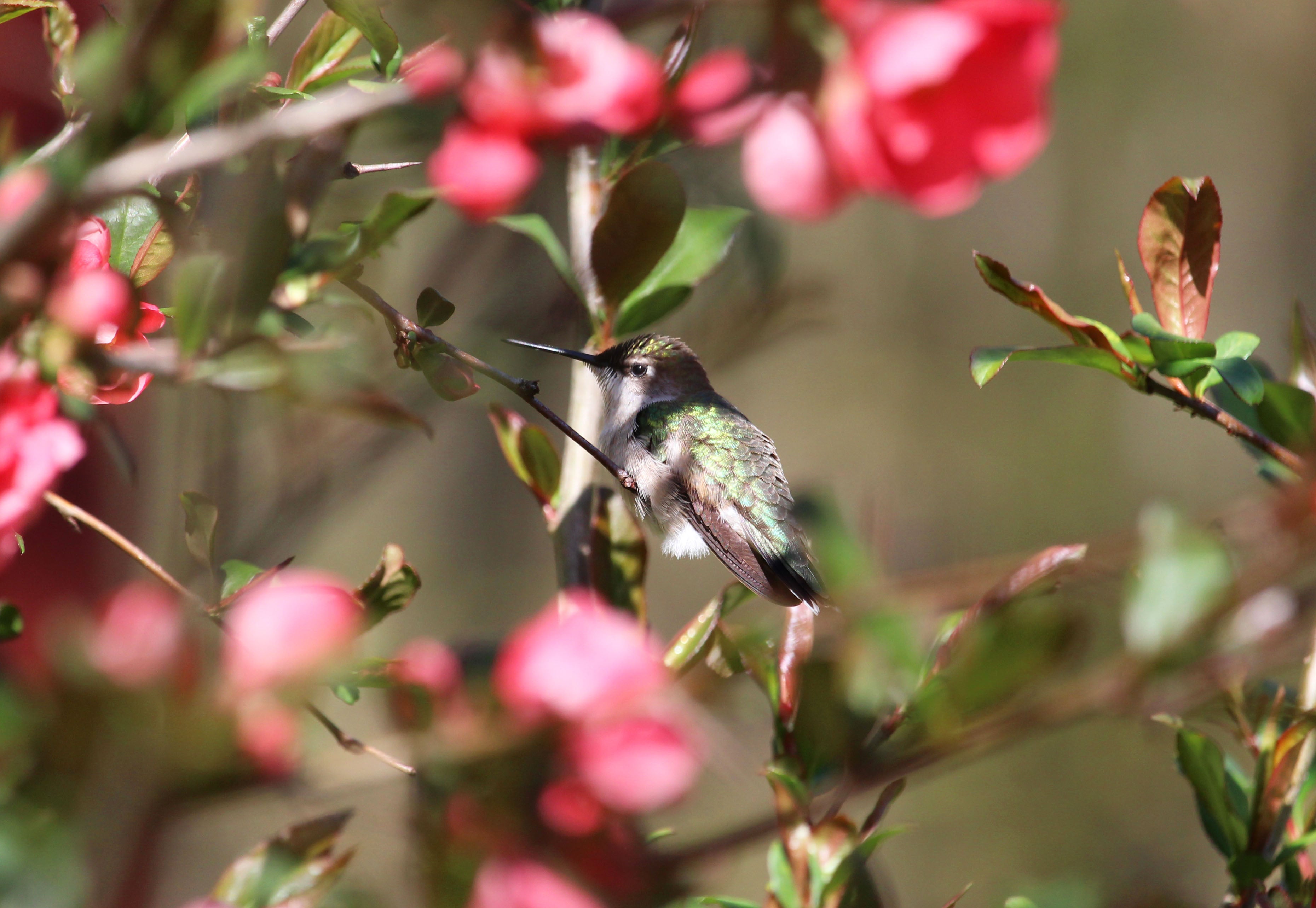 A hummingbird photo that the jewelry maker took in her backyard apple tree.