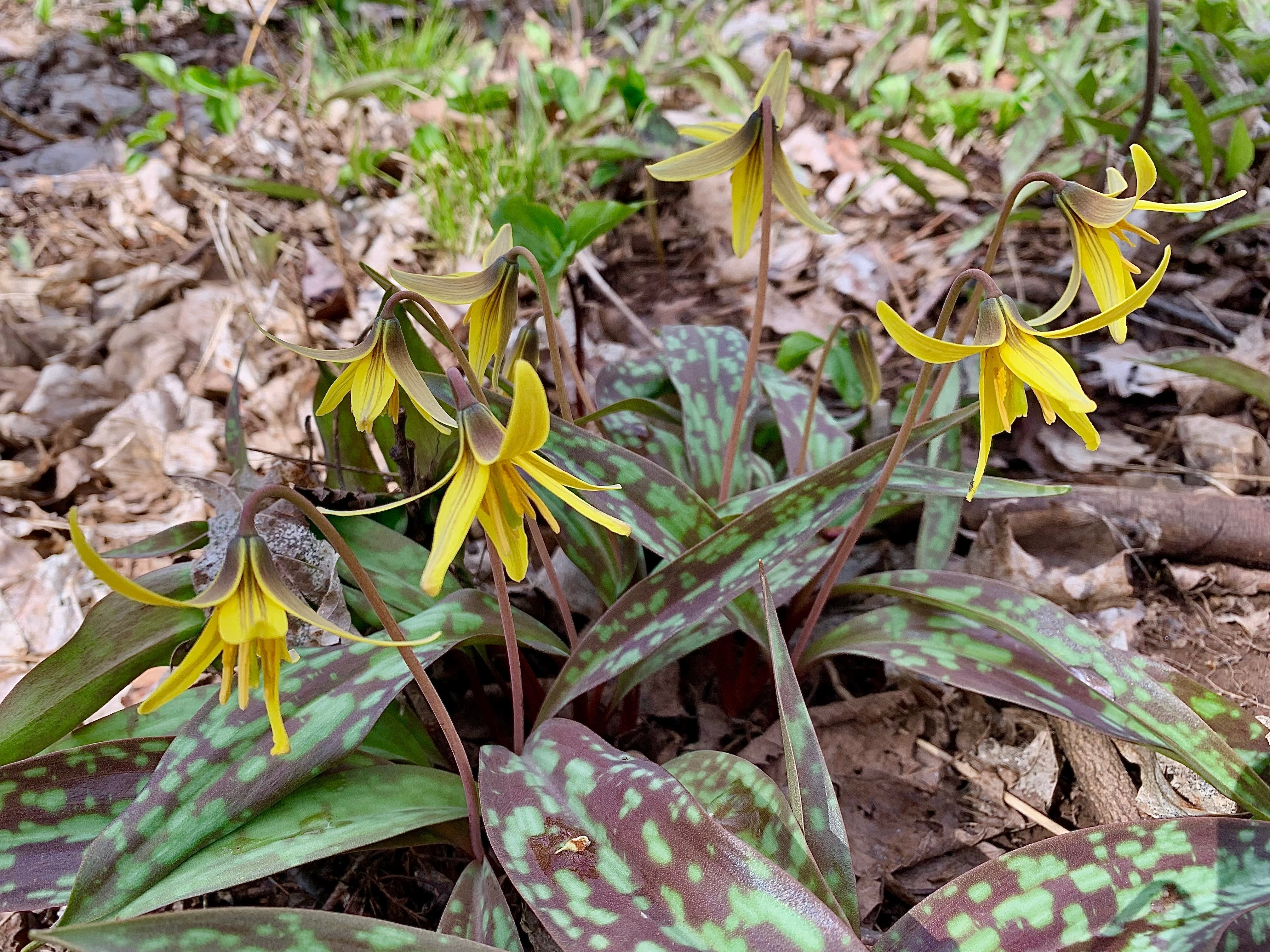 A cluster of native yellow trout lily flowers growing in the wild.