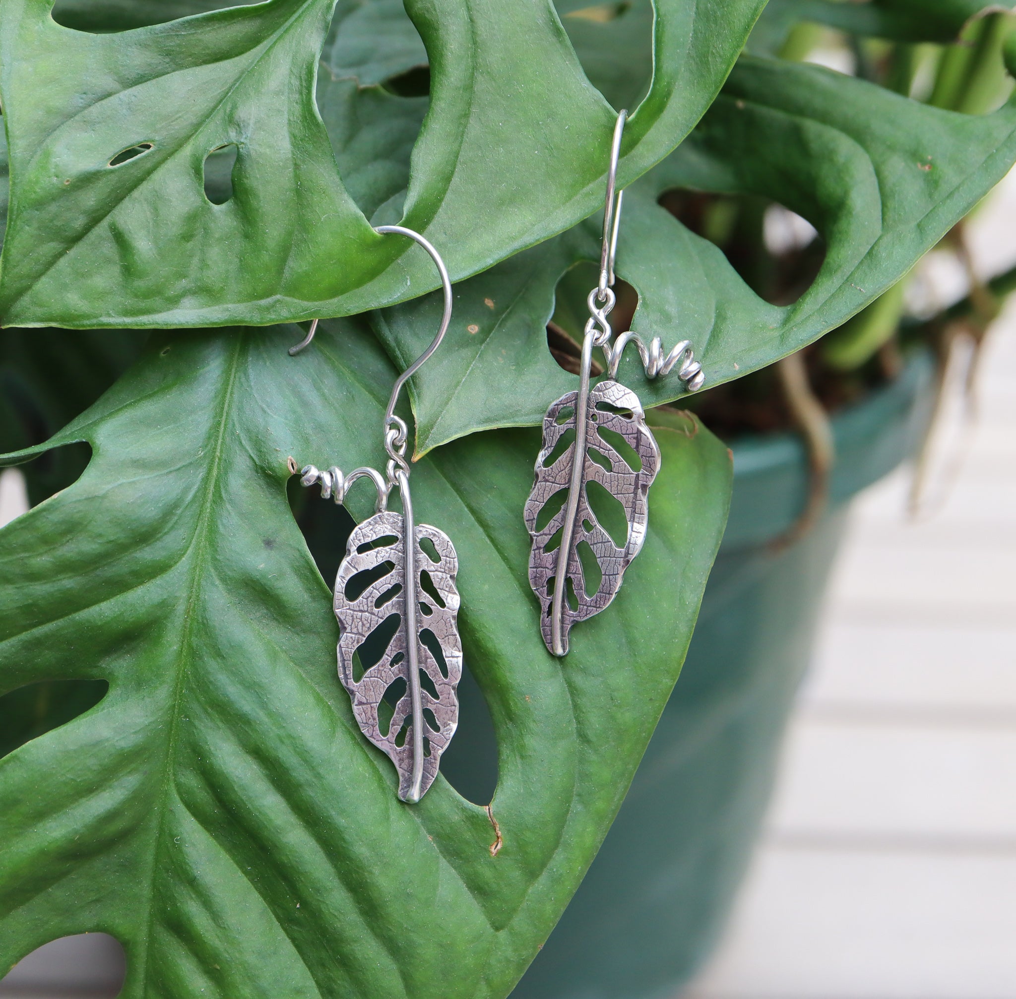 Silver monstera adansonii dangle earrings are shown hanging from a real plant by the same name. They are made by The Striped Cat Metalworks.