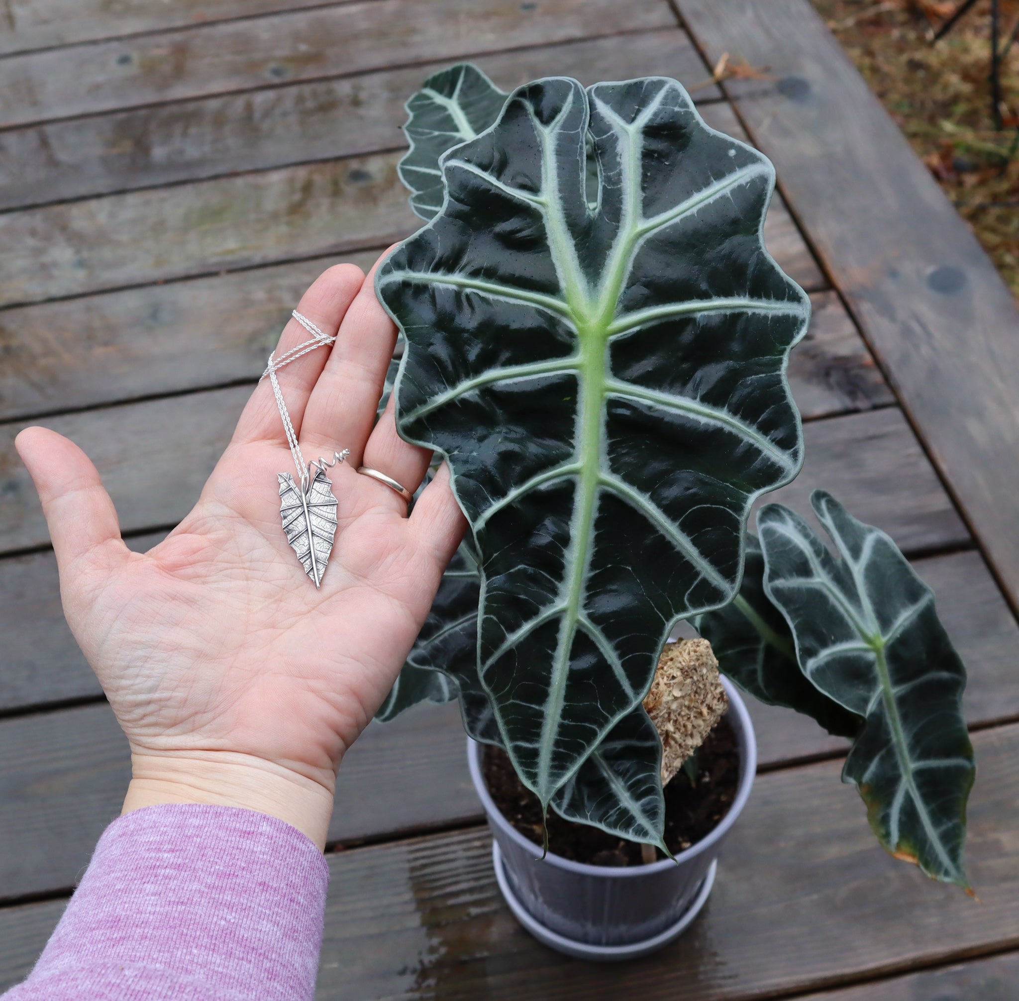 A silver plant leaf necklace being held next to a real leaf of the plant that it was modeled from.