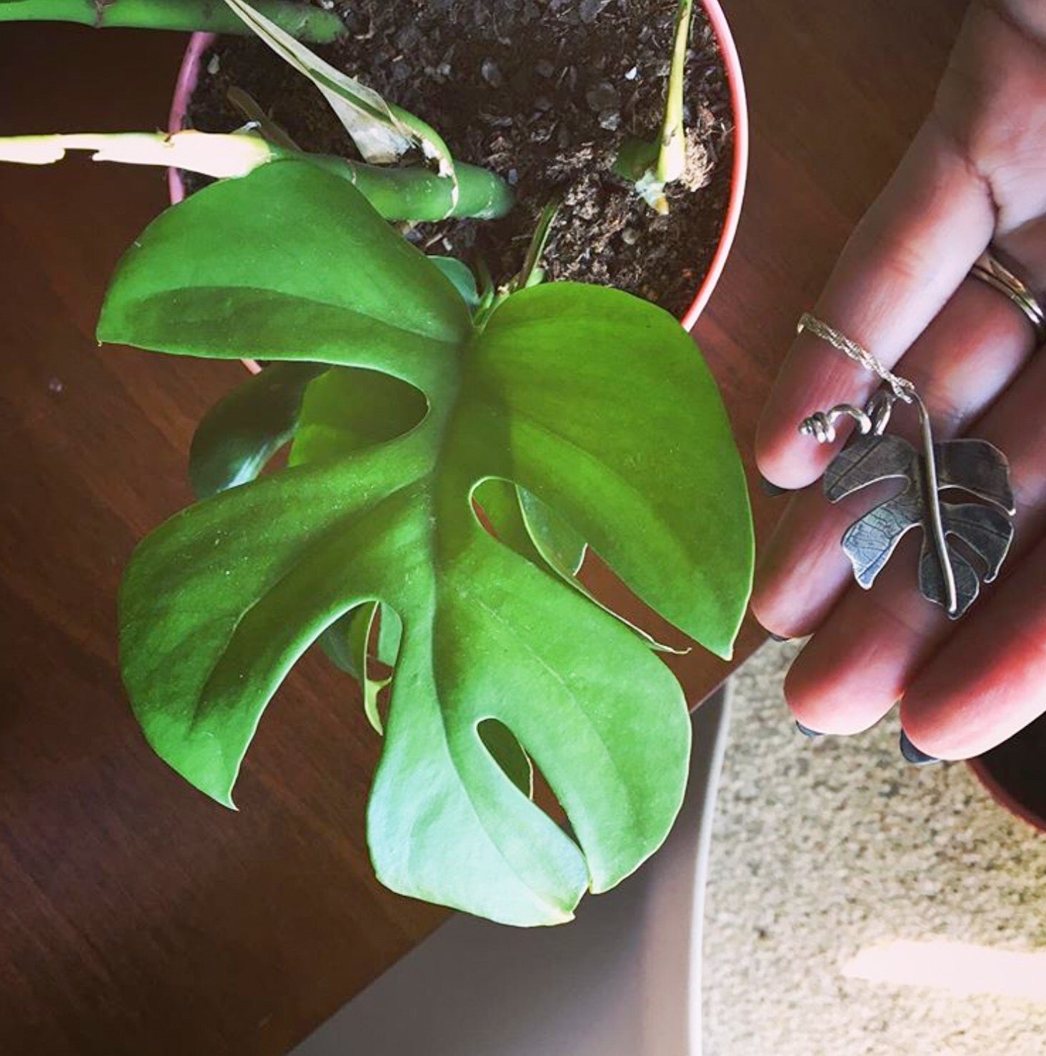 A rhaphidophora tetrasperma silver necklace being shown next to the real leaf it was patterned after.