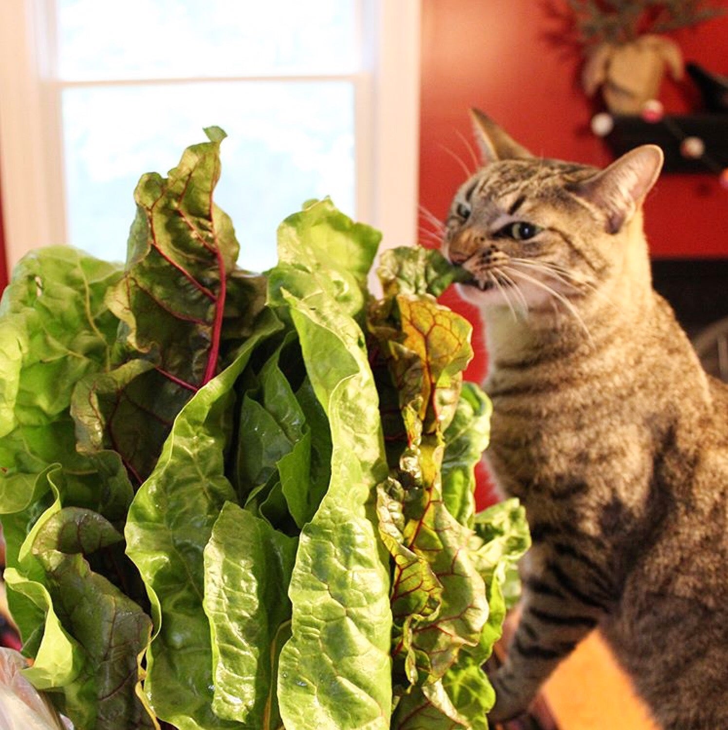 Max the striped cat trying to eat some swiss chard. And not liking it at all.