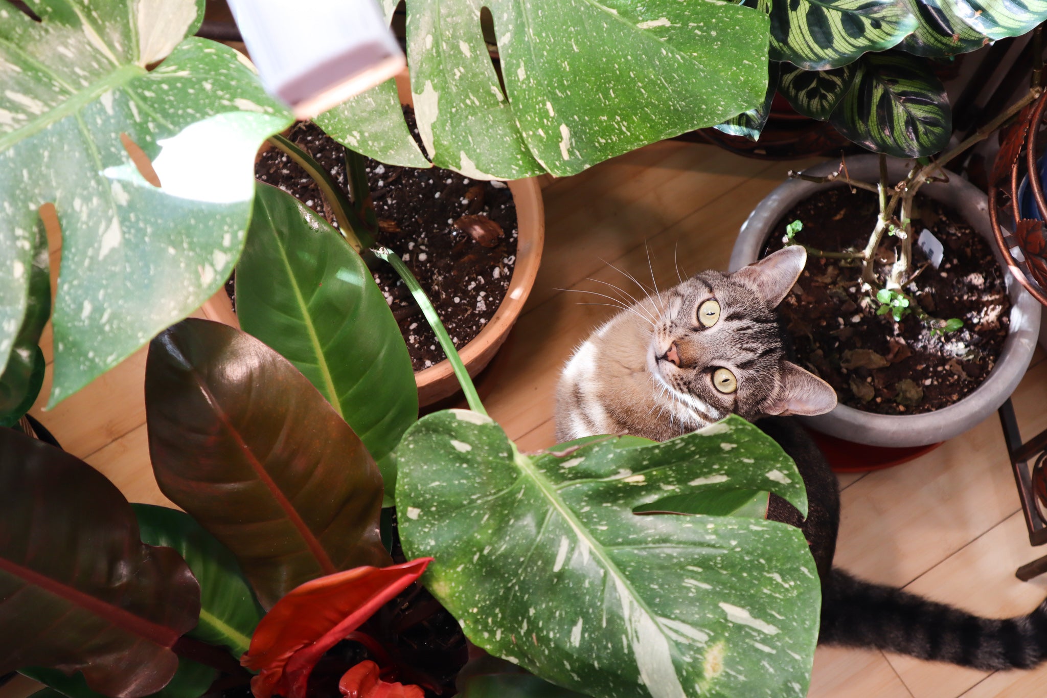 A striped cat named Max sitting among some houseplants being adorable.