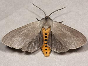 A photo of a dusty grey milkweed tussock moth showing it's black spots on it's back and pretty grey wings.