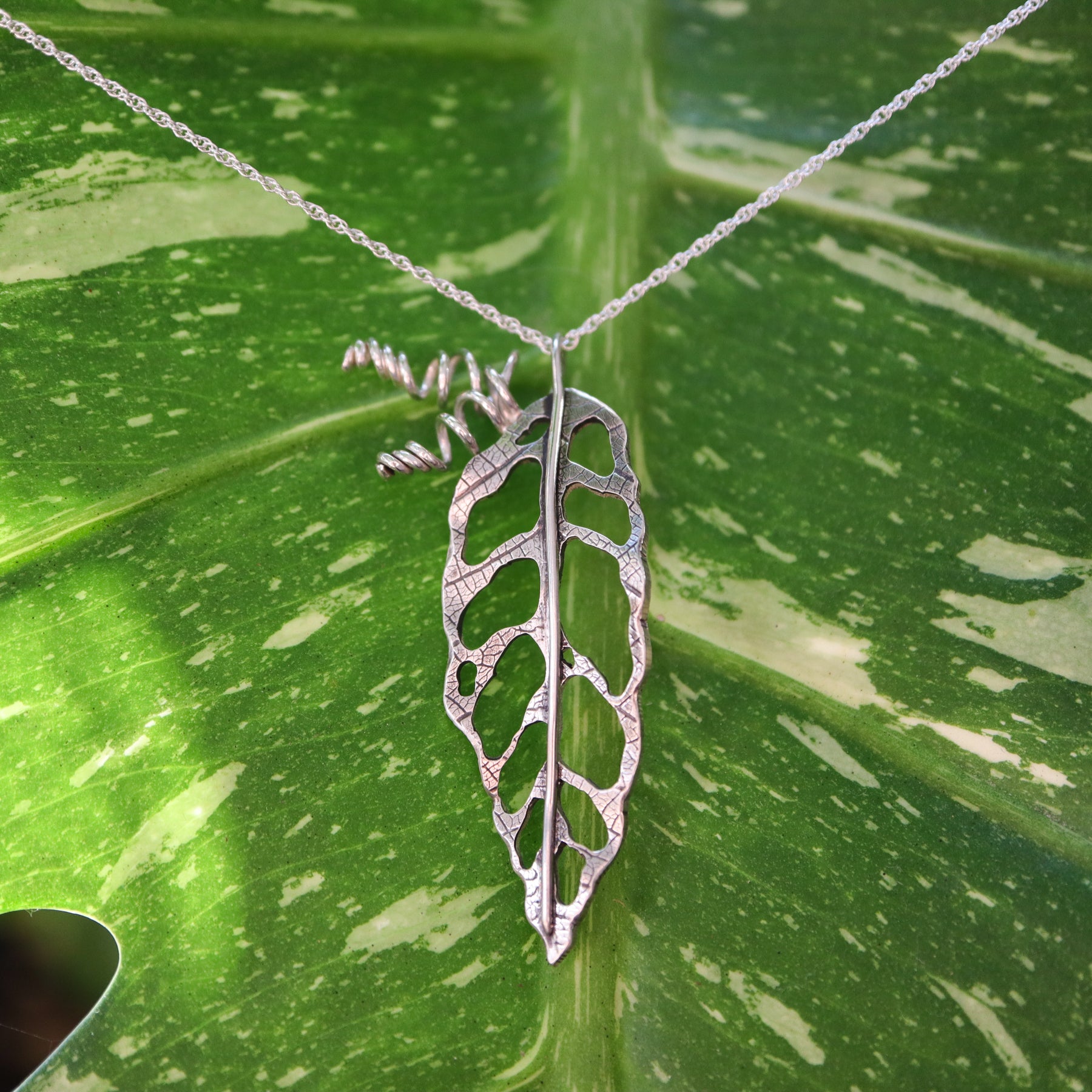 A sterling silver handmade monstera obliqua leaf necklace shown on a variegated monstera thai constellation leaf in the background.
