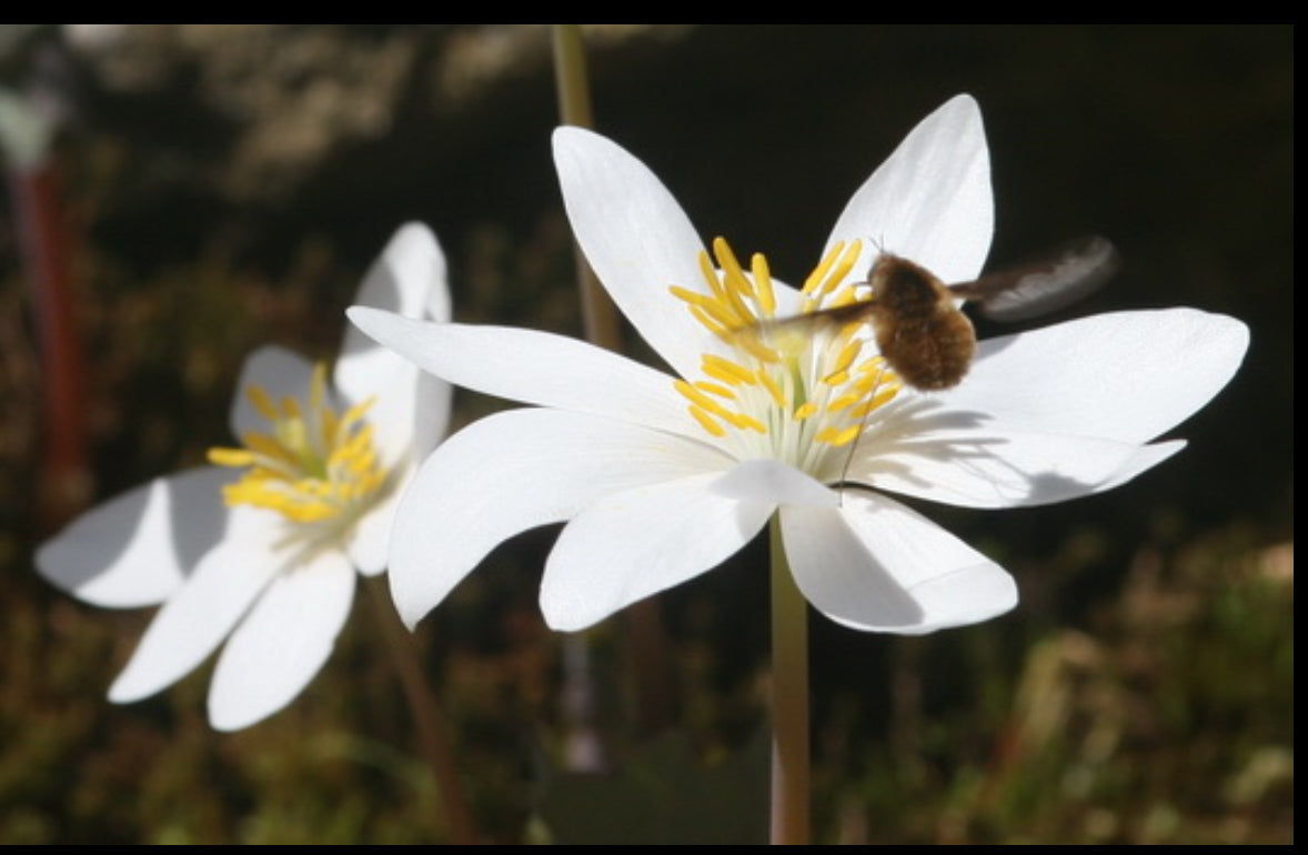 A bee fly visiting a spring ephemeral bloodroot flower. 