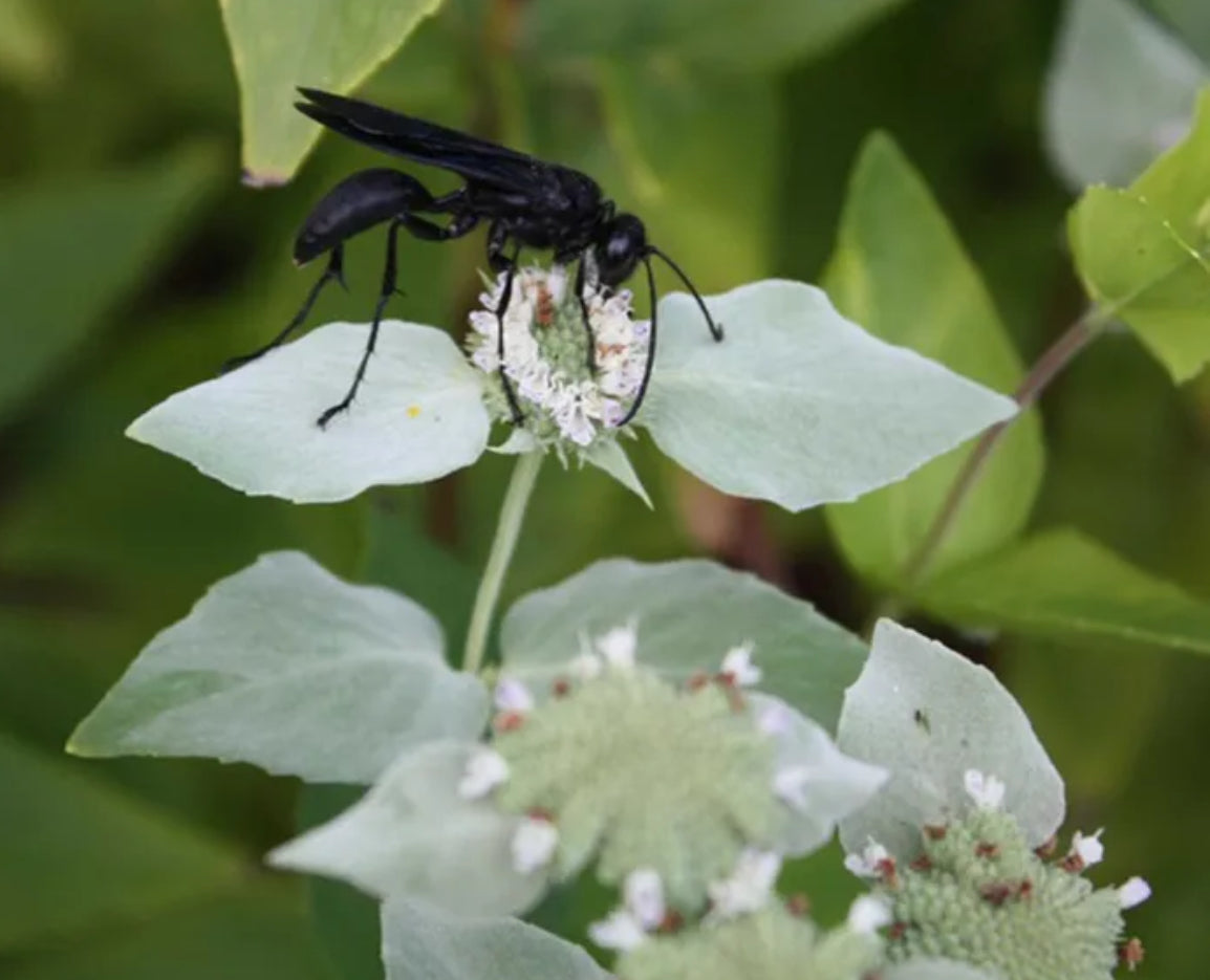 Great Black Wasp on Mountain Mint Necklace