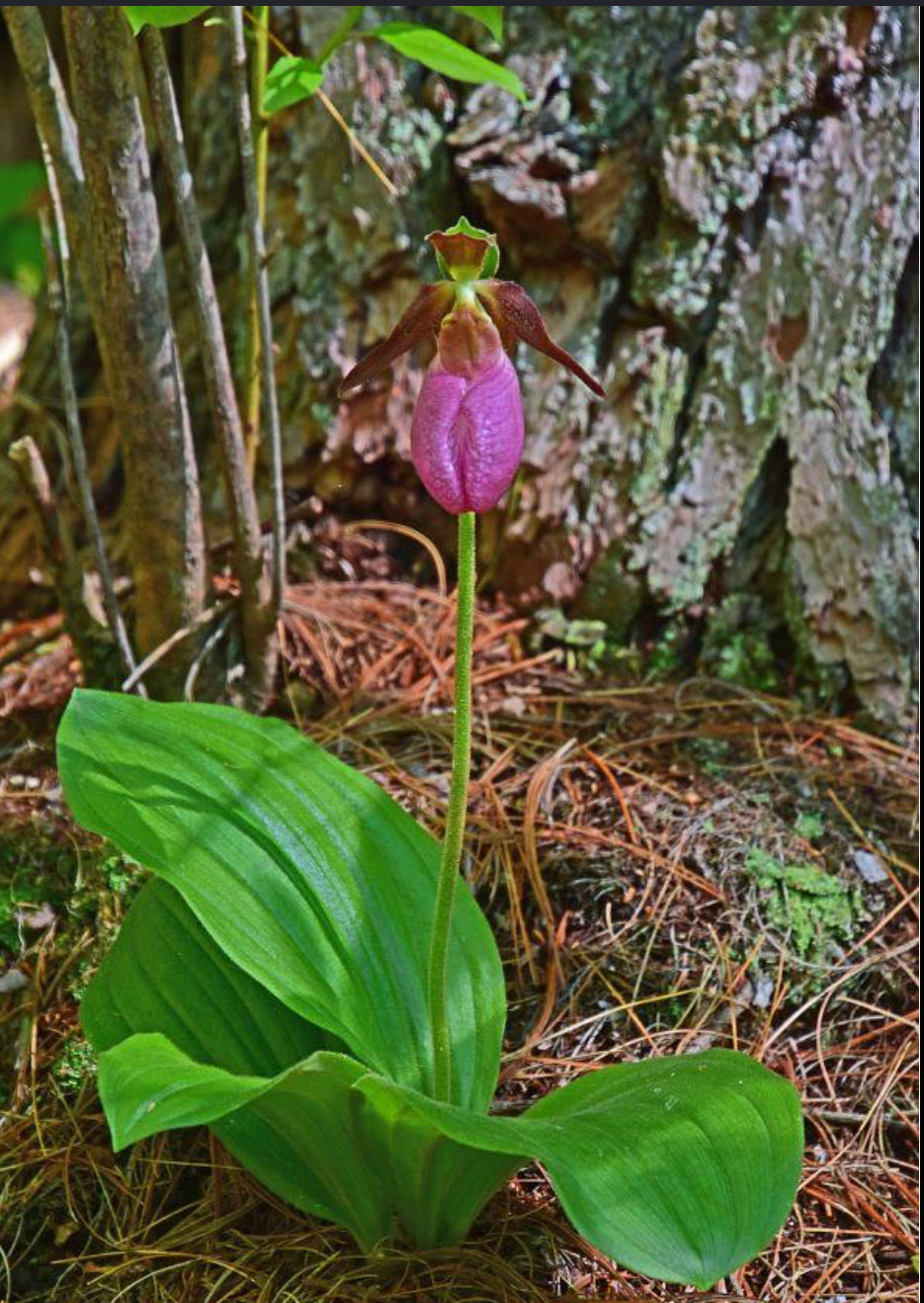 Pink orchid with green leaves in a natural forest setting