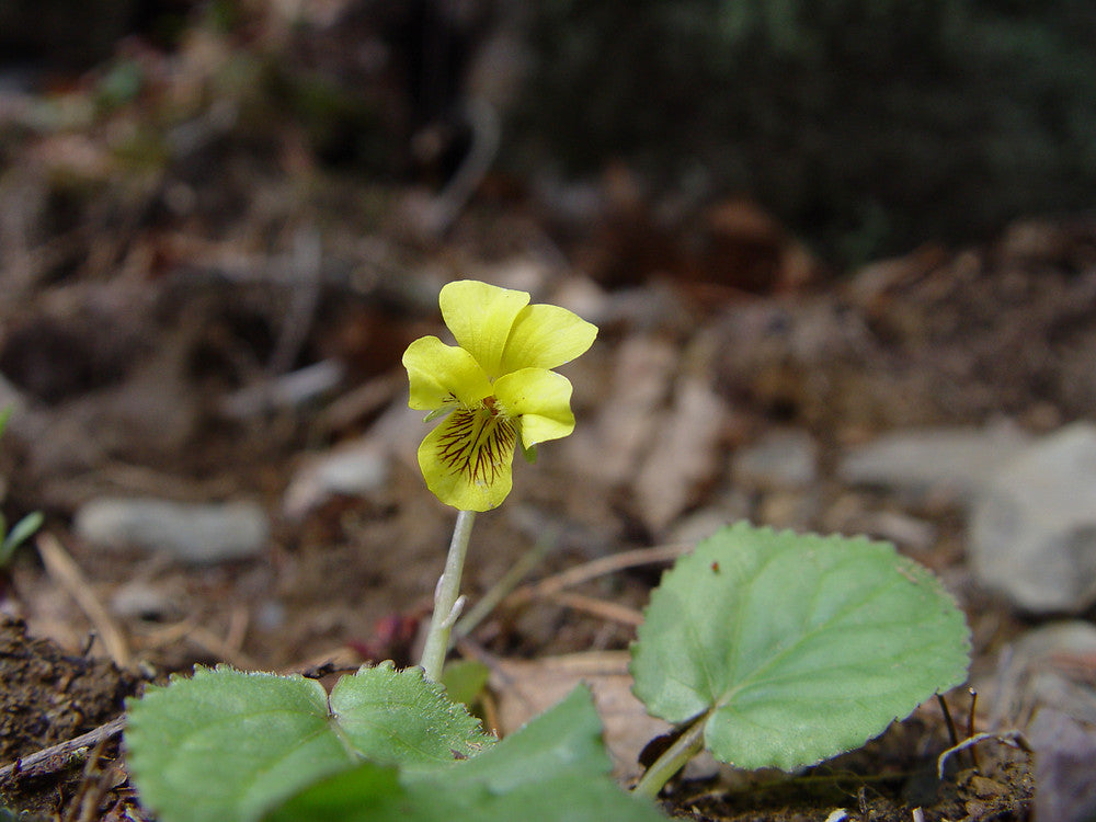 A bright yellow round-leaved violet shown growing in the forest. 