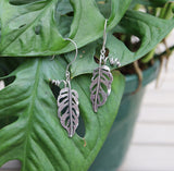 Silver monstera adansonii dangle earrings are shown hanging from a real plant by the same name. They are made by The Striped Cat Metalworks. 