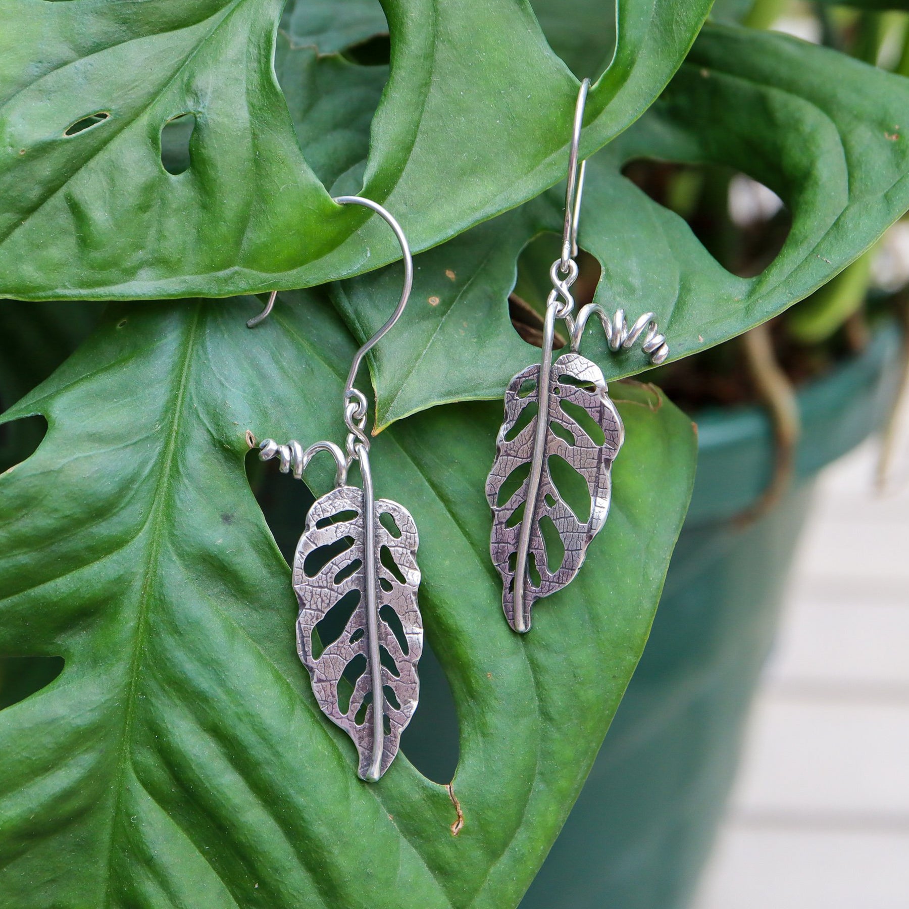 Handmade sterling silver monstera adansonii dangle earrings. They are shown hanging on a real plant of the same kind. 
