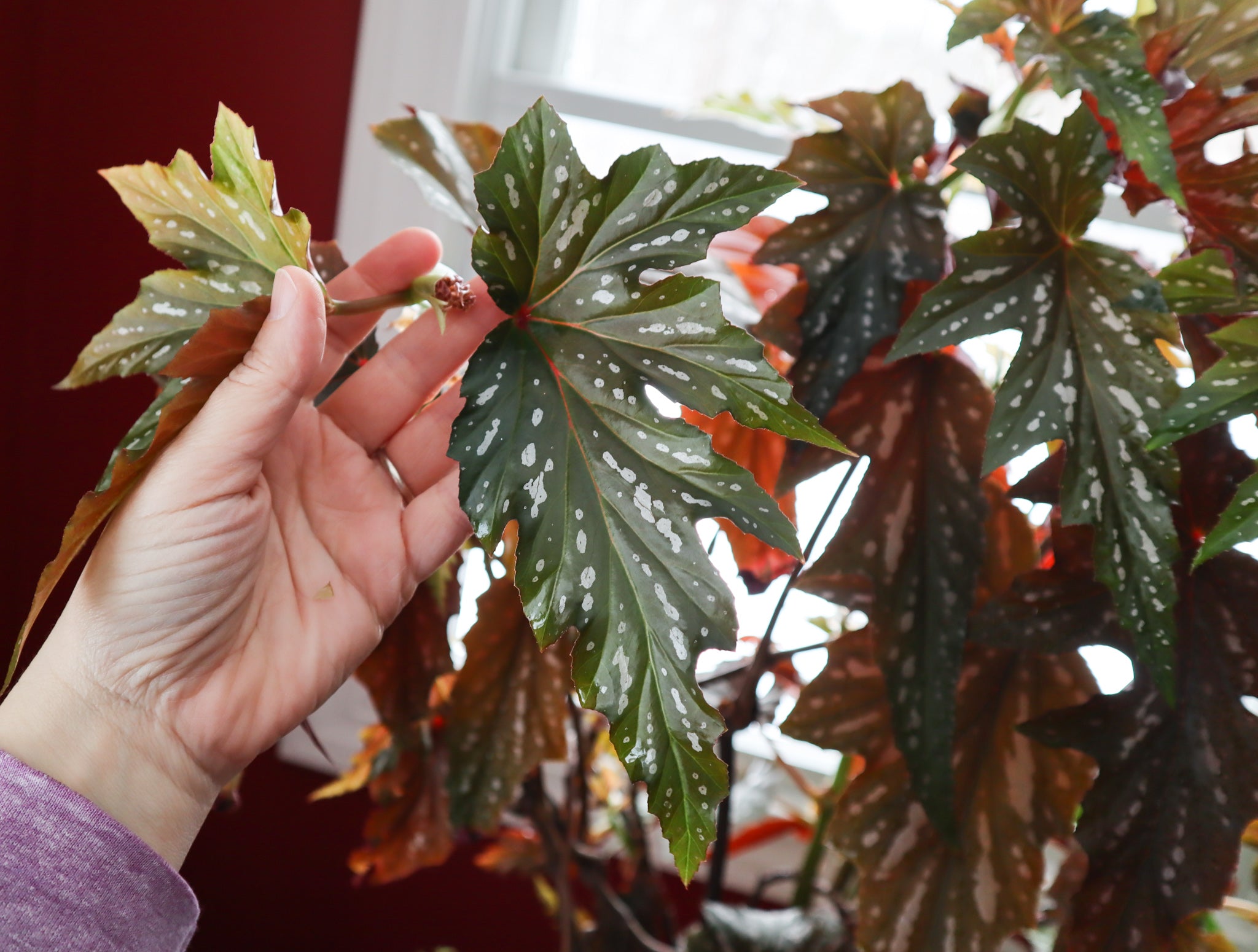 A real angel wing begonia plant with bright red leaves and spotted silvery white.