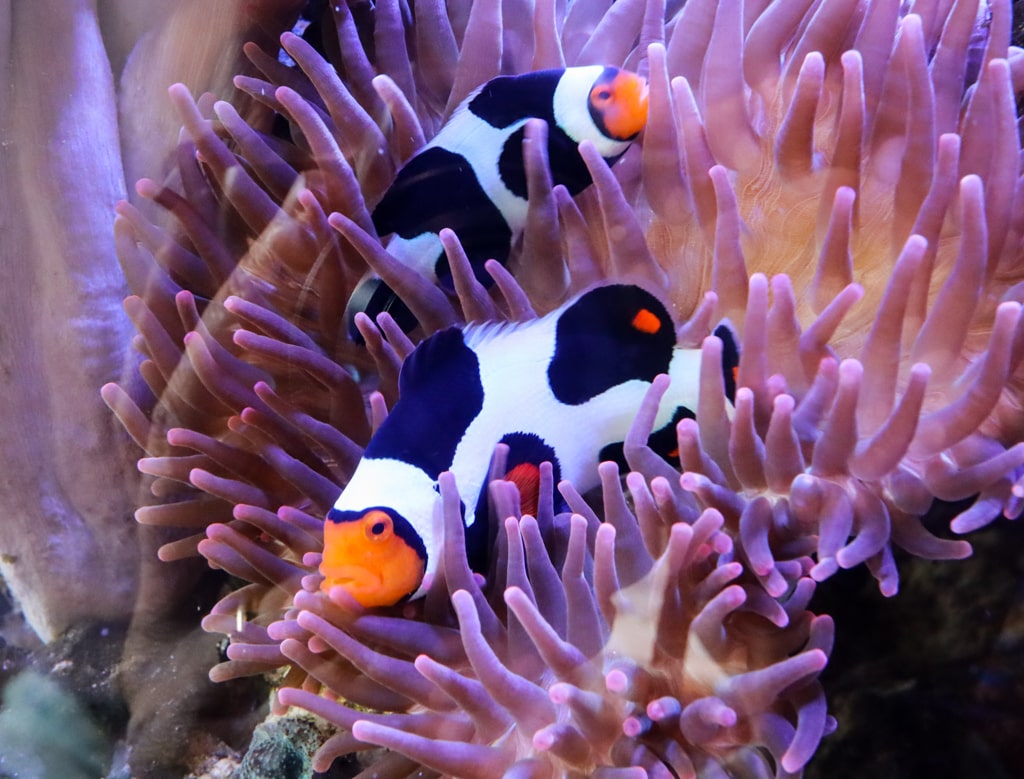 A male and female clownfish inside an anemone. 
