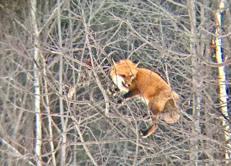 A grainy photo of a red fox that had climbed a tree and stolen and apple to eat.