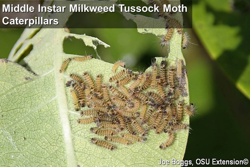 A close up photo of milkweed tussock moth caterpillars on the back of a milkweed leaf that is partially eaten by them. 