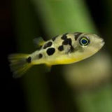 A photo of a real dwarf pea puffer fish to compare. 